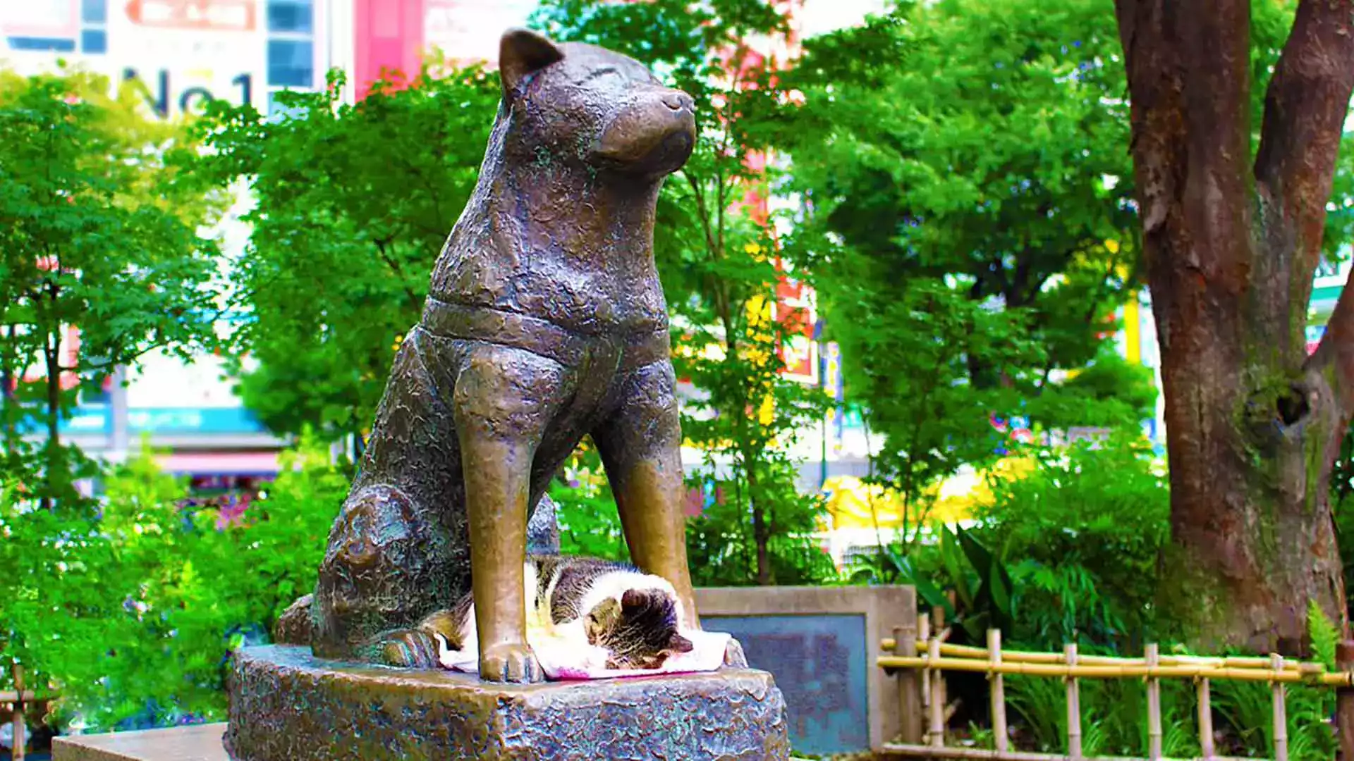 köpek hachiko