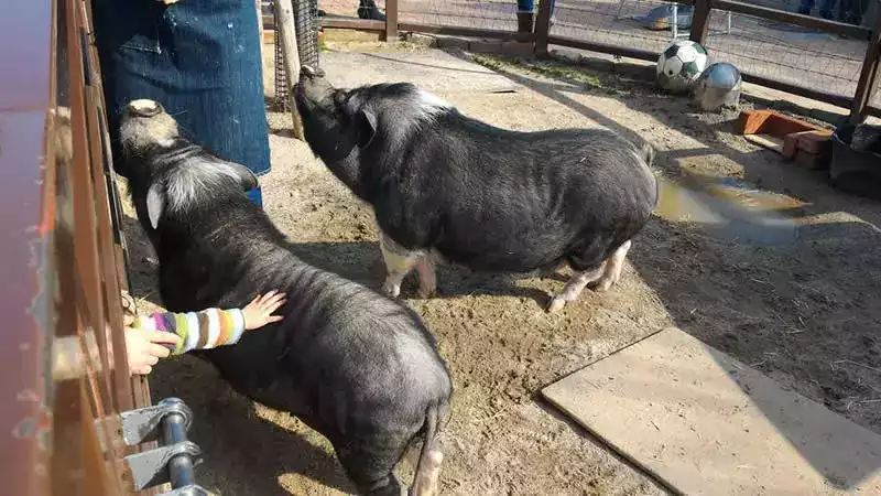 Kyoto hayvanat bahçesi domuz