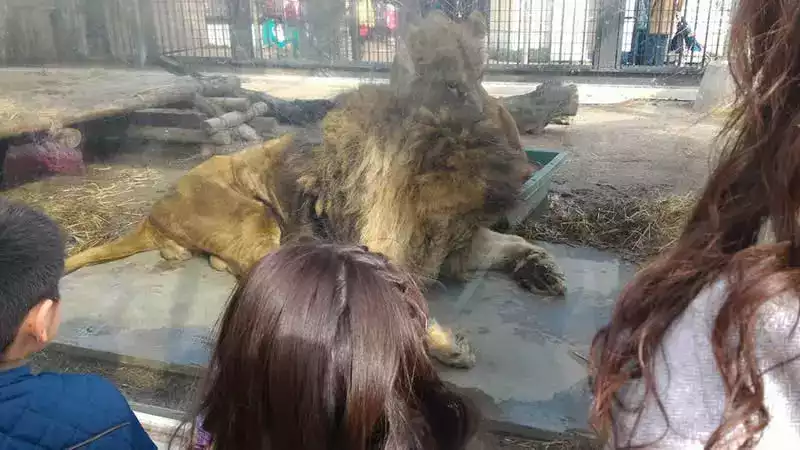 Kyoto hayvanat bahçesi aslan