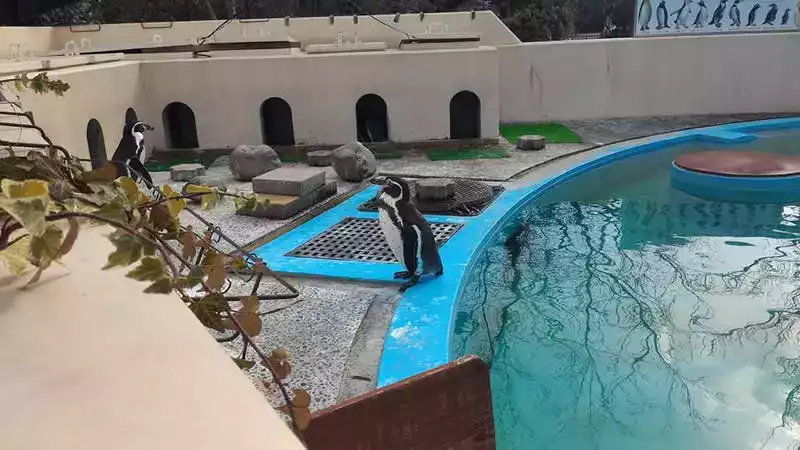 Kyoto hayvanat bahçesi penguen
