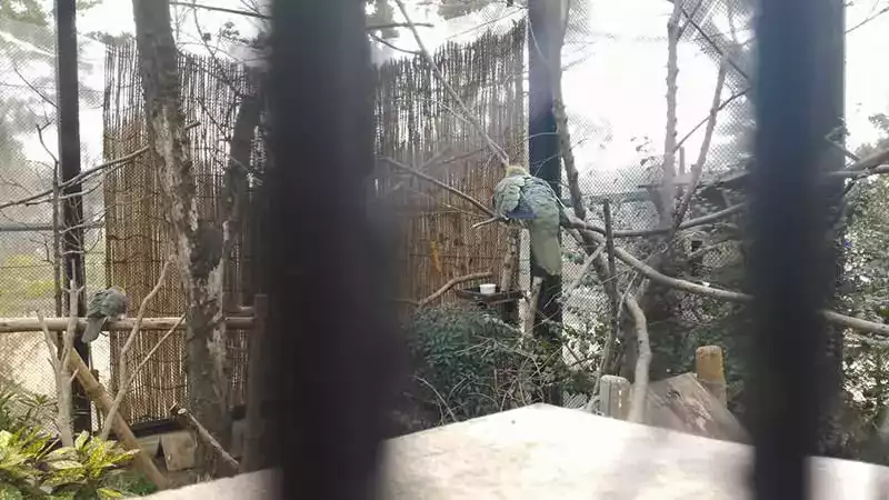 Kyoto hayvanat bahçesi papağan