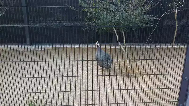 Kyoto hayvanat bahçesi kuş