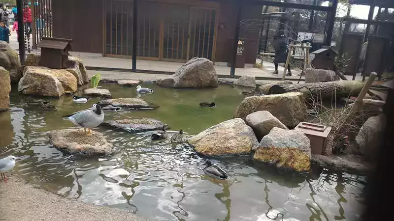 Kyoto hayvanat bahçesi gölet