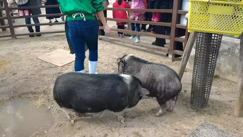 Kyoto hayvanat bahçesi domuz