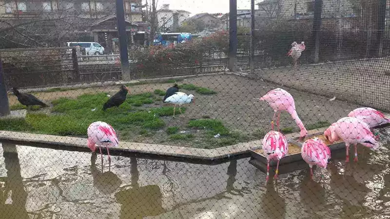 Kyoto hayvanat bahçesi flamingo