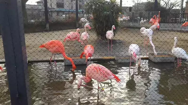 Kyoto hayvanat bahçesi flamingo 2