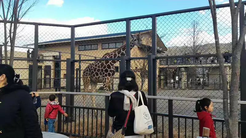 Kyoto hayvanat bahçesi zürafa