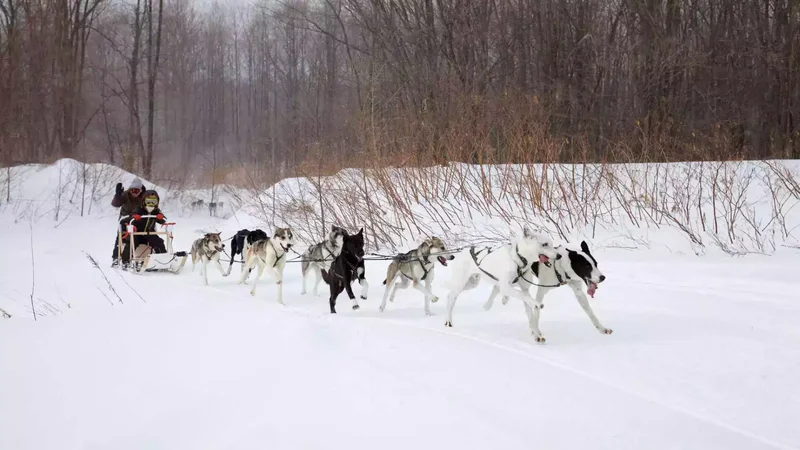 köpek kızağı Tokachi, Hokkaido