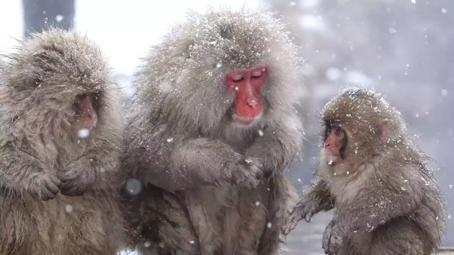 kar maymunları nagano