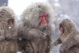 snow monkeys nagano