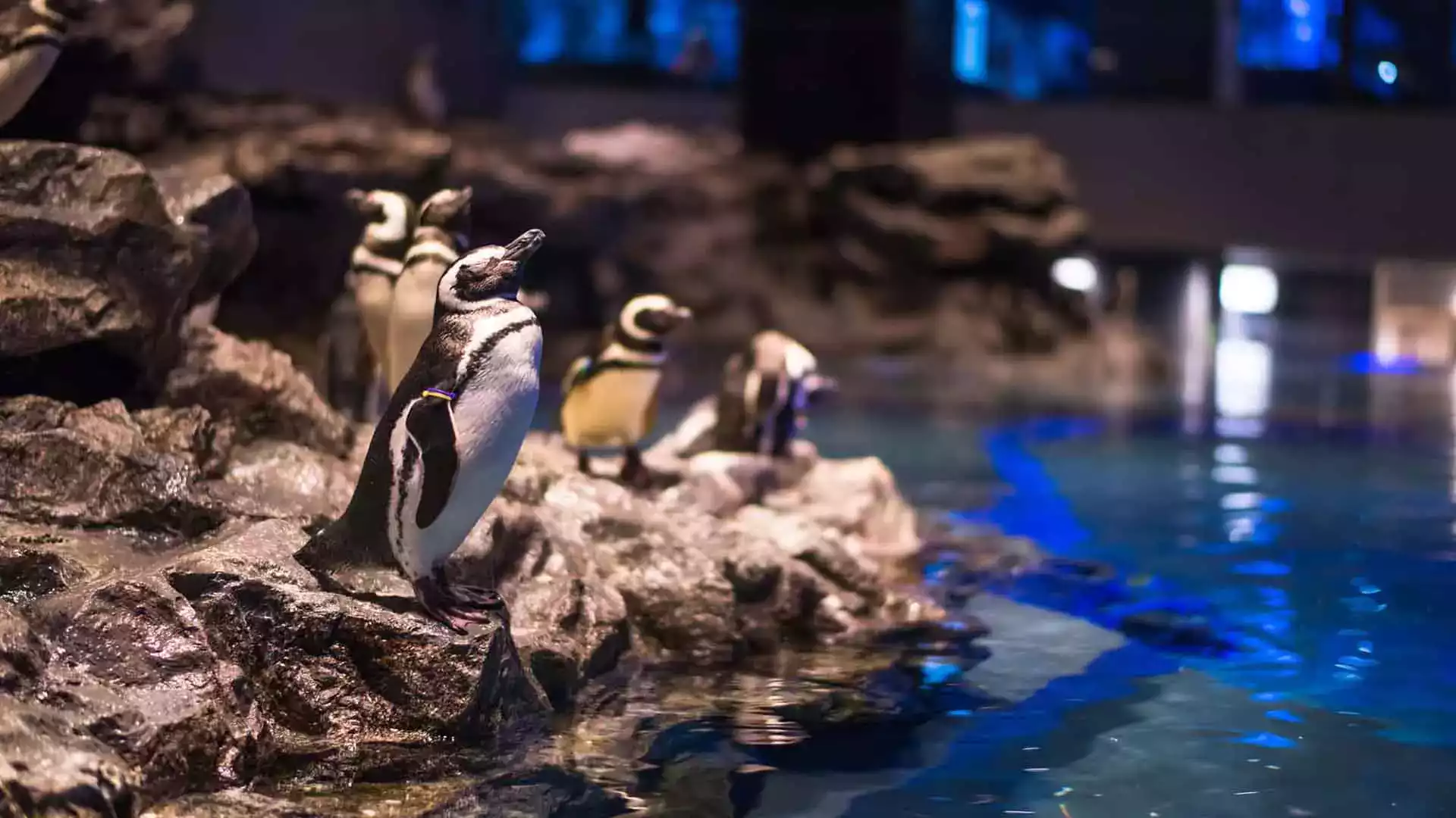 Sumida Aquarium