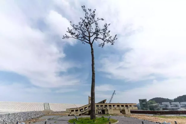 Tsunamiden kurtarılan tek ağaç